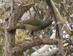 Ptilonorhynchus violaceus