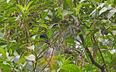 Chlorochrysa nitidissima