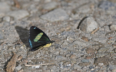 Perisama oppelii erebina