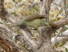 Ptilonorhynchus violaceus