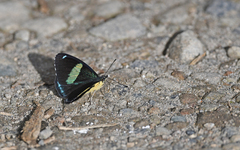 Perisama oppelii erebina