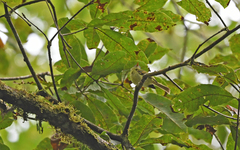 Pogonotriccus poecilotis