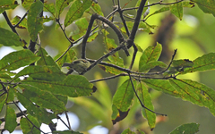 Pogonotriccus poecilotis
