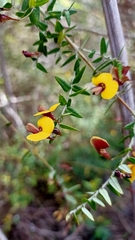 Bossiaea cinerea