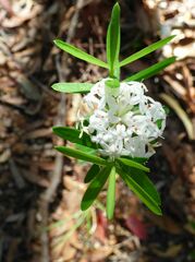 Pimelea humilis