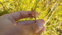 Juncus balticus