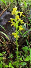 Habenaria marginata