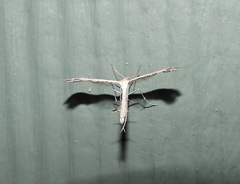 Stangeia xerodes