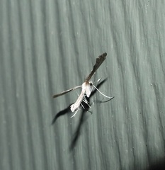 Stangeia xerodes