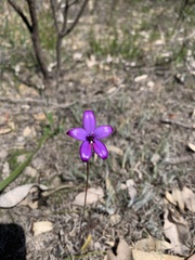 Elythranthera brunonis