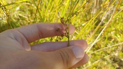 Juncus balticus