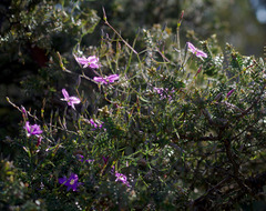 Thysanotus manglesianus
