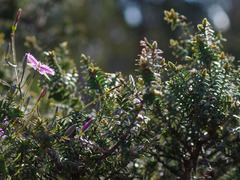 Thysanotus manglesianus