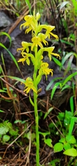 Habenaria marginata