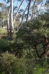 Thysanotus manglesianus