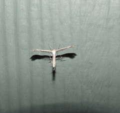 Stangeia xerodes