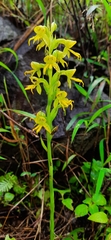 Habenaria marginata