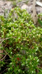 Crassula decumbens