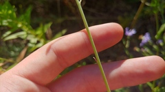 Oenothera filiformis