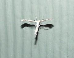 Stangeia xerodes