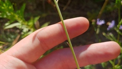 Oenothera filiformis