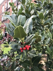 Ilex aquifolium