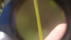 Oenothera filiformis