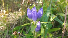 Gentiana andrewsii andrewsii