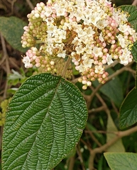 Viburnum