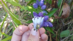 Gentiana andrewsii andrewsii