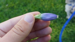 Gentiana andrewsii andrewsii