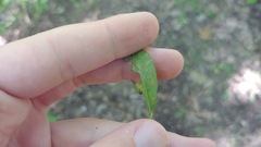 Coleosporium montanum