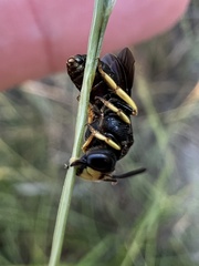 Protandrena aethiops