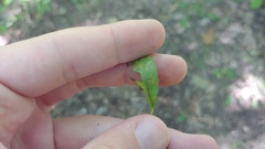 Coleosporium montanum