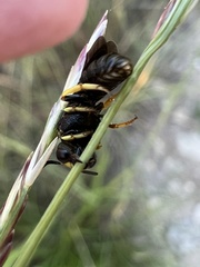 Protandrena aethiops