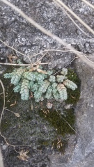 Sedum dasyphyllum