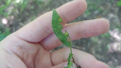 Coleosporium montanum