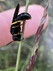 Protandrena aethiops