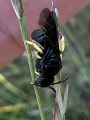 Protandrena aethiops