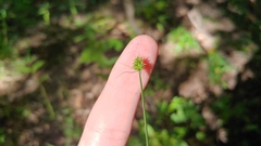 Carex cephalophora