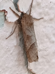 Triodia sylvina