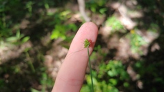 Carex cephalophora