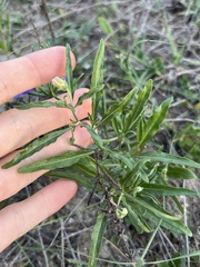 Chamaesaracha edwardsiana