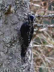 Picoides tridactylus