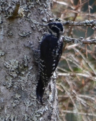 Picoides tridactylus