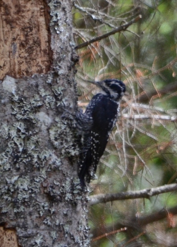 Eurasian Three-toed Woodpecker, photo 6 of 7
