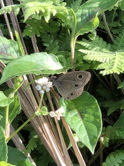 Ypthima multistriata