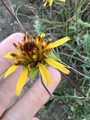 Tetragonotheca texana