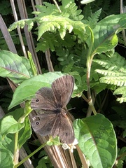 Ypthima multistriata