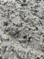 Mictyris longicarpus